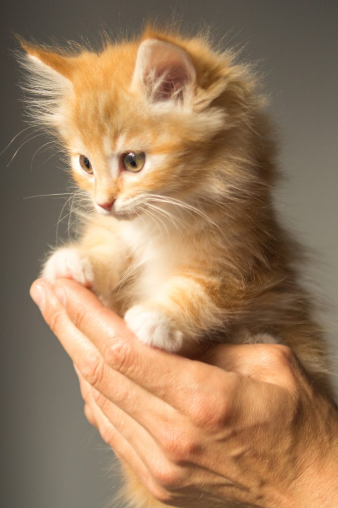 maine coon cat orange kitten